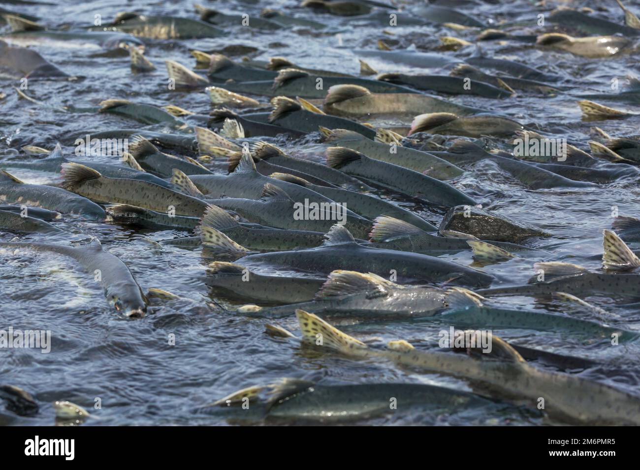 Spawning salmon Stock Photo