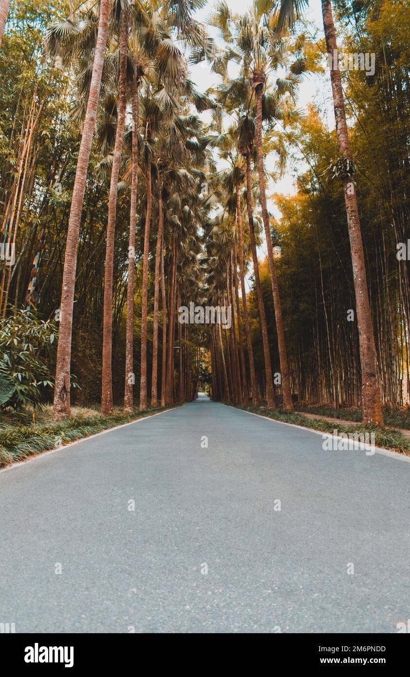 Vertical shot empty pathway hi-res stock photography and images - Alamy