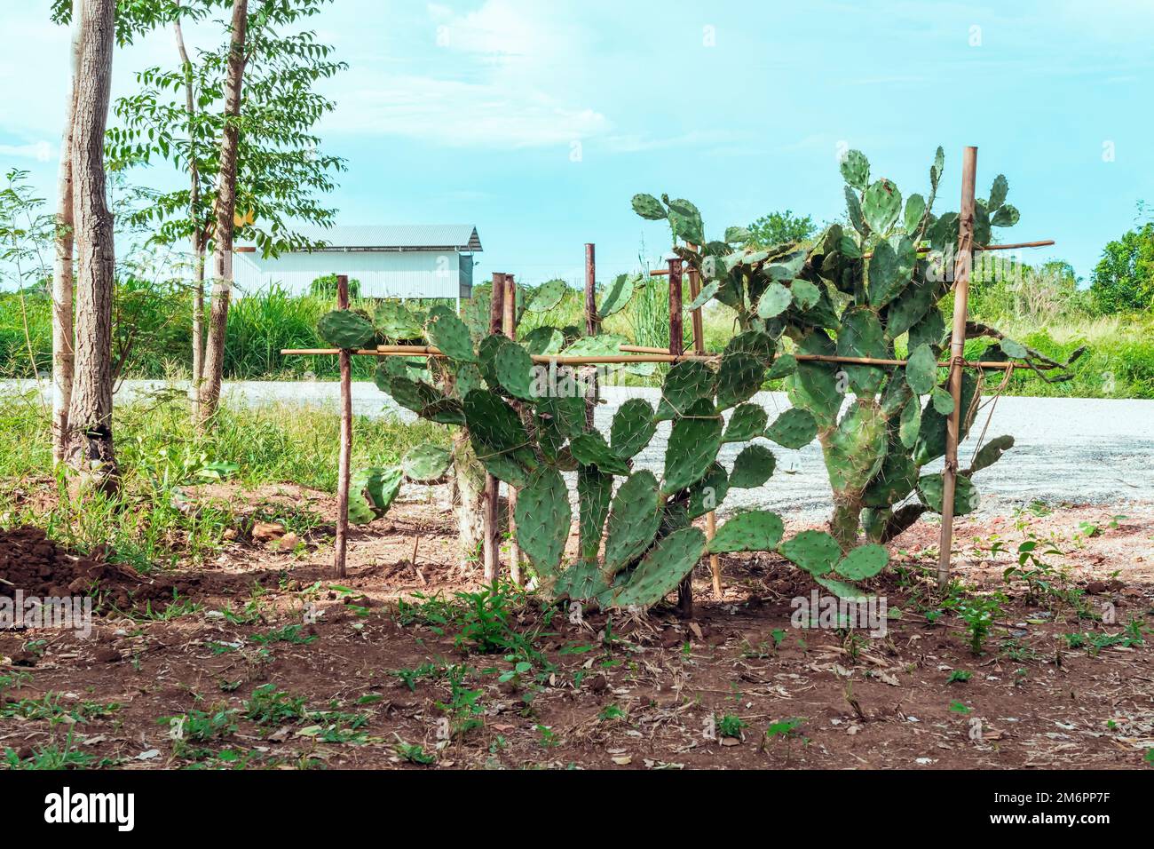 Many cactus plants to decorate the garden.Cultivation of beautiful cactus  species as hobby and selling. Industrial cactus farm in farmhouse with  diffe Stock Photo - Alamy