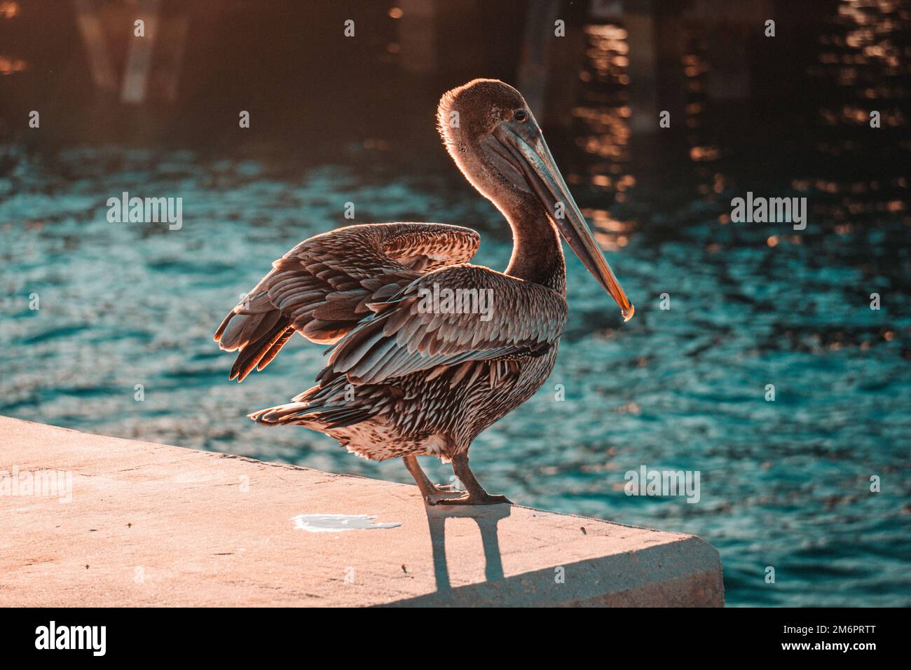 A closeup of a Pelican bird perched on a seawall Stock Photo