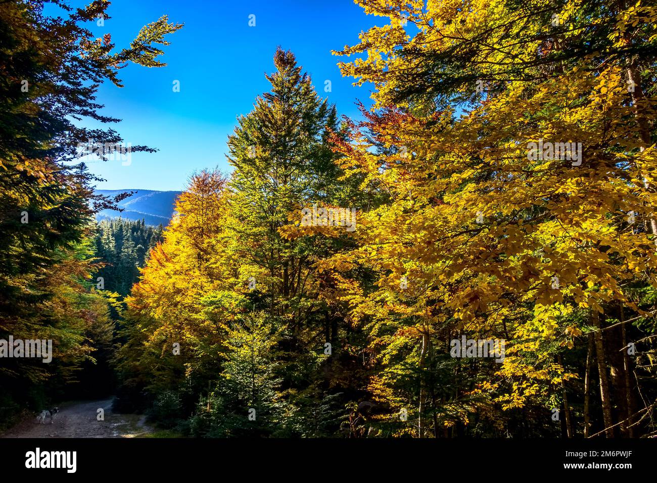 Autumn panorama background with colorful trees Stock Photo