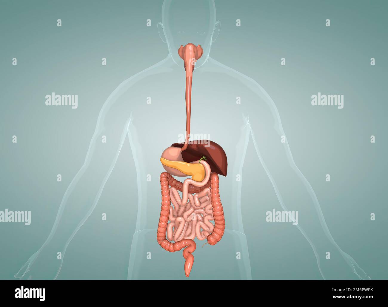 The human digestive system consists of the gastrointestinal tract plus