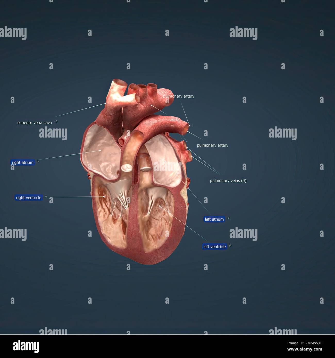 The heart is a muscular organ that serves to collect deoxygenated blood