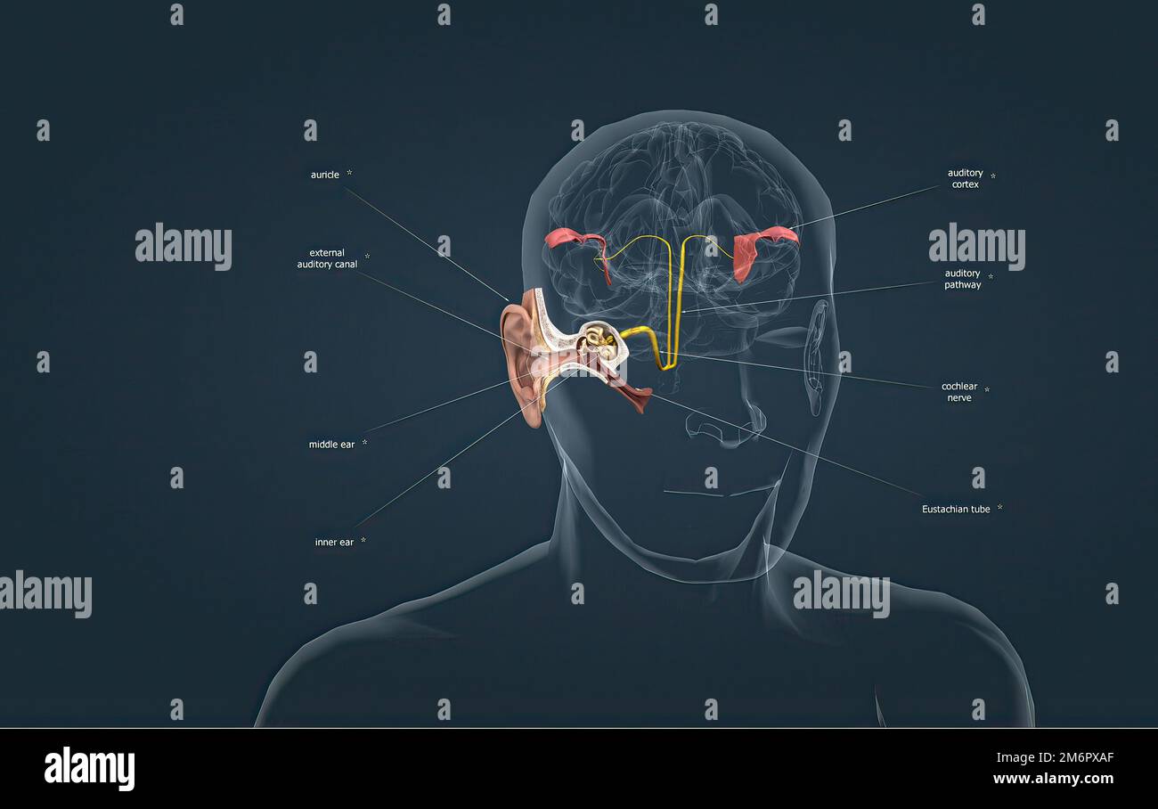 The auditory cortex is the sensory system for the sense of hearing. It