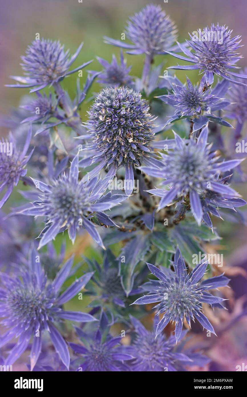 Natural closeup on the colorful blue Mediterranean Sea Holly, Eryngium bourgatii Stock Photo Alamy