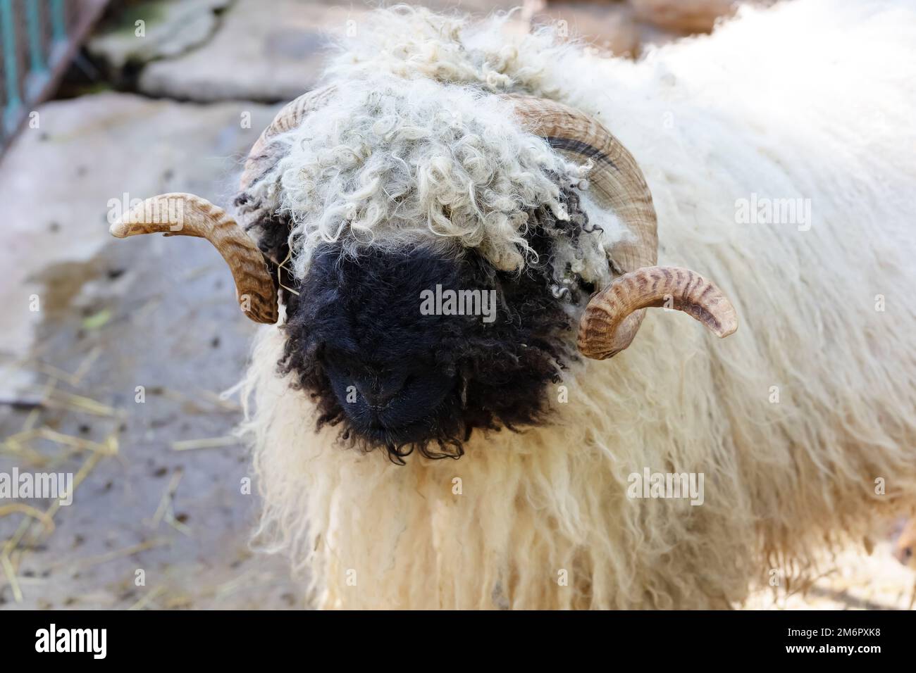 White shaggy sheep with horns in the zoo Stock Photo