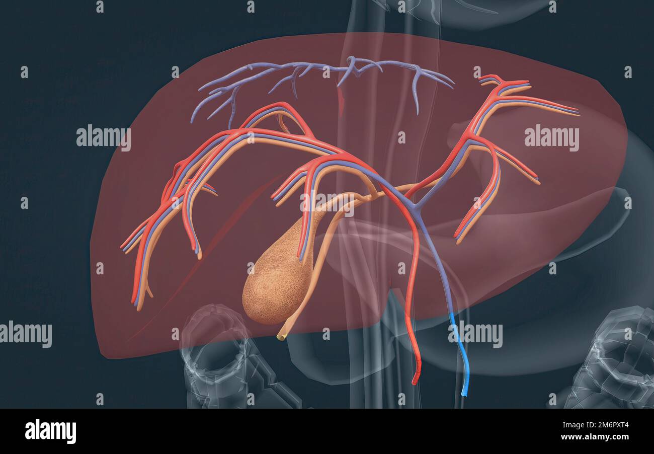 The liver is a multifunctional accessory organ of the gastrointestinal