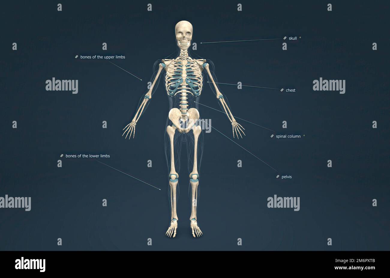 The male axial skeleton supports the head, neck, back, and chest and