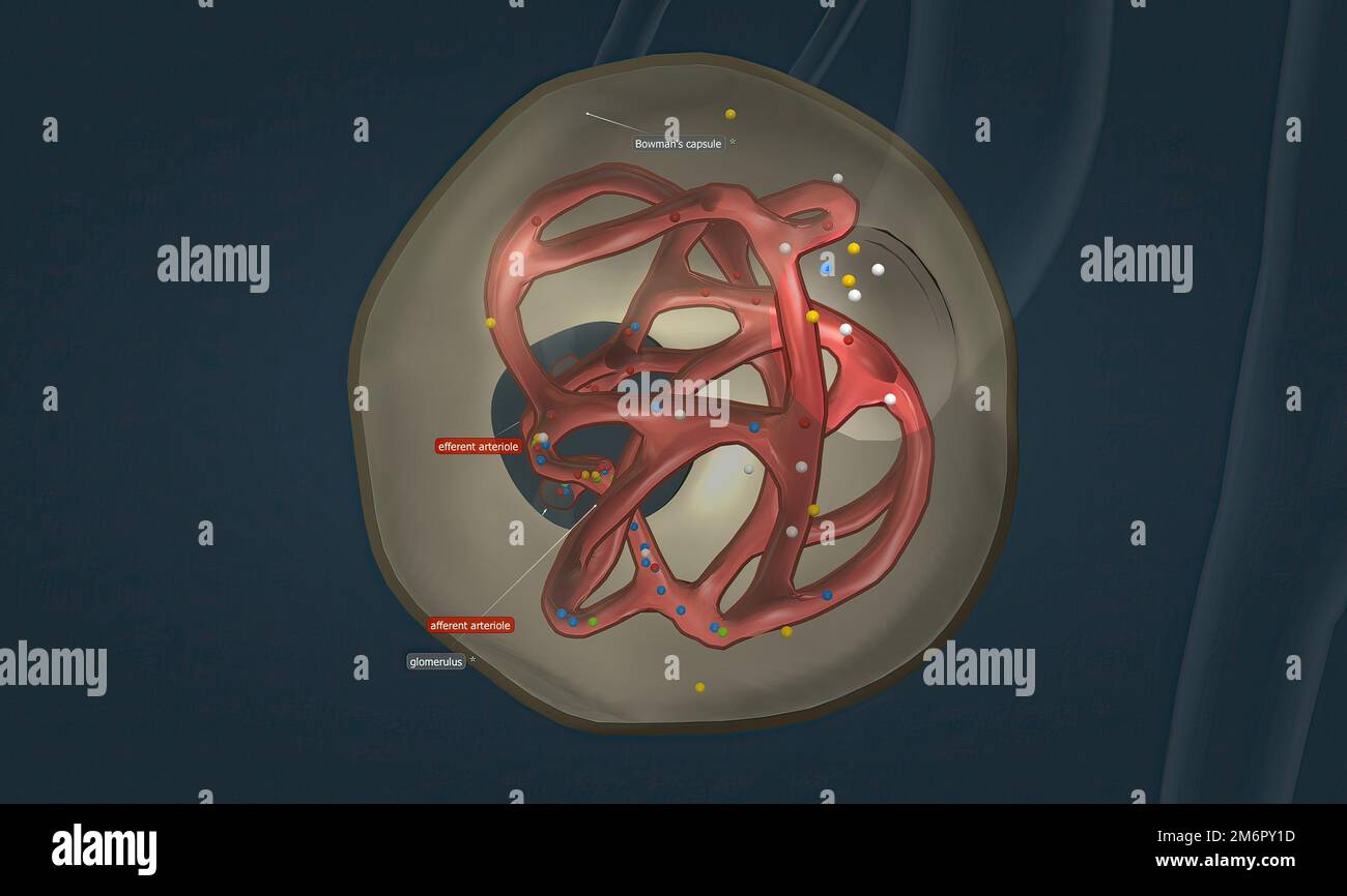 The renal corpuscle is the filtration unit of vertebrate nephrons, the