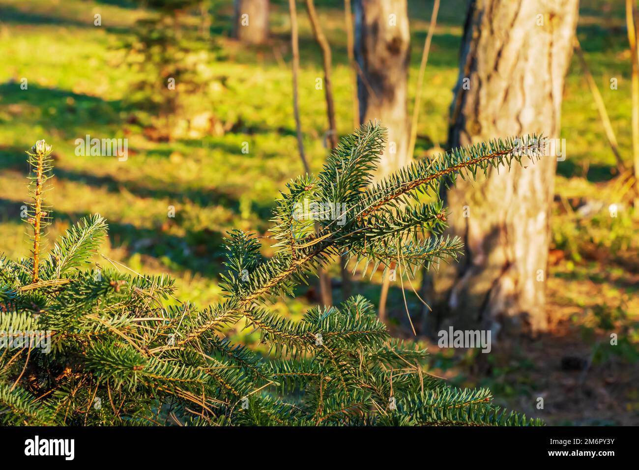 Branches of Greek fir, Abies cephalonica on a blurred background. The image shows the leaves of a young Greek fir. Stock Photo