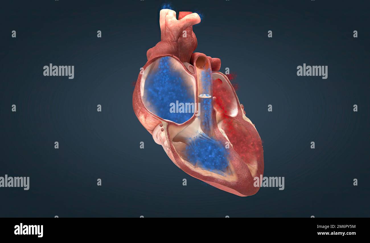 The heart is the main organ of your cardiovascular system, a network of blood vessels that pumps