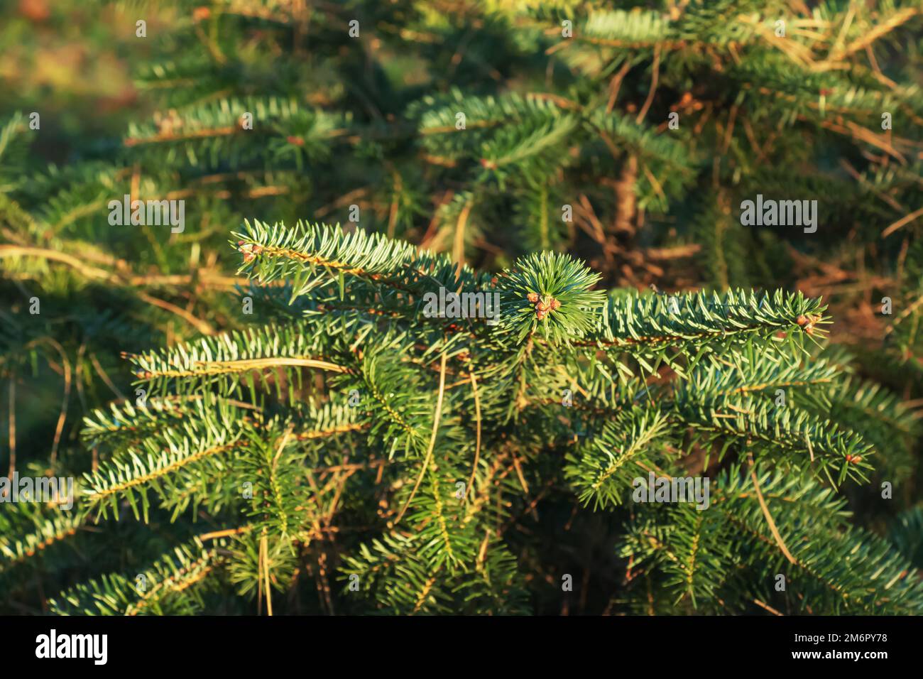 Branches of Greek fir, Abies cephalonica on a blurred background. The image shows the leaves of a young Greek fir. Stock Photo