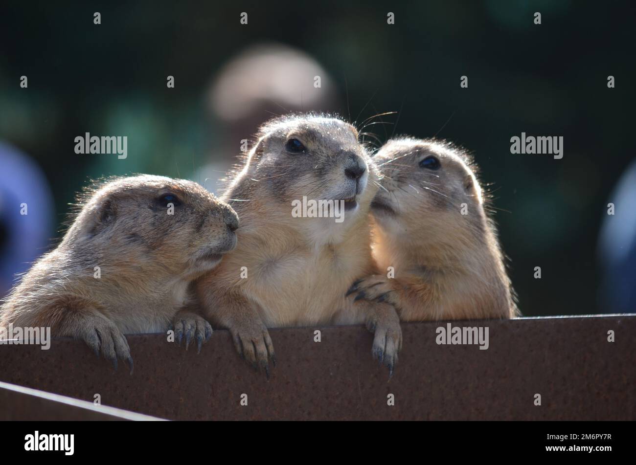 Three prairie dogs talking to each other Stock Photo