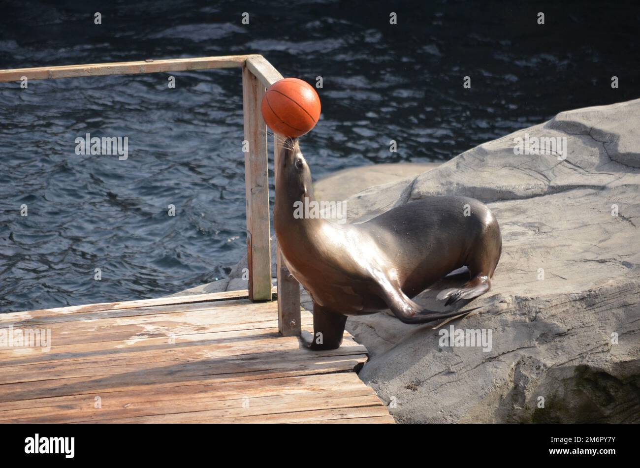 Seal balancing orange ball on its nose Stock Photo Alamy