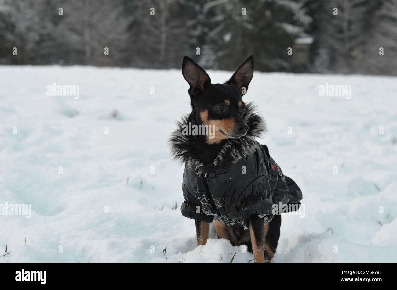 Miniature pinscher in a jacket sitting in snow Stock Photo