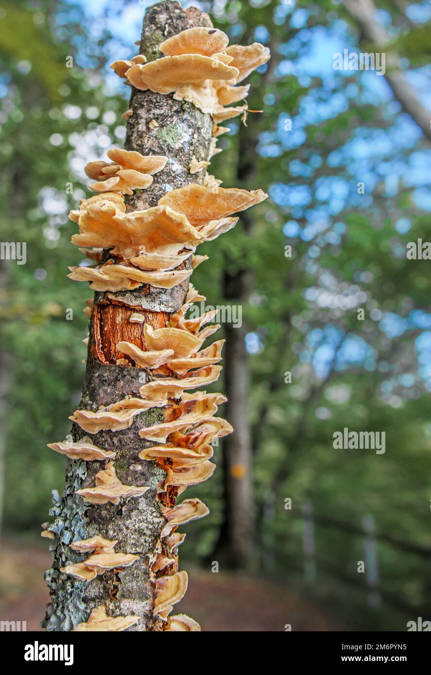 Tree fungi on dead birch tree Stock Photo Alamy
