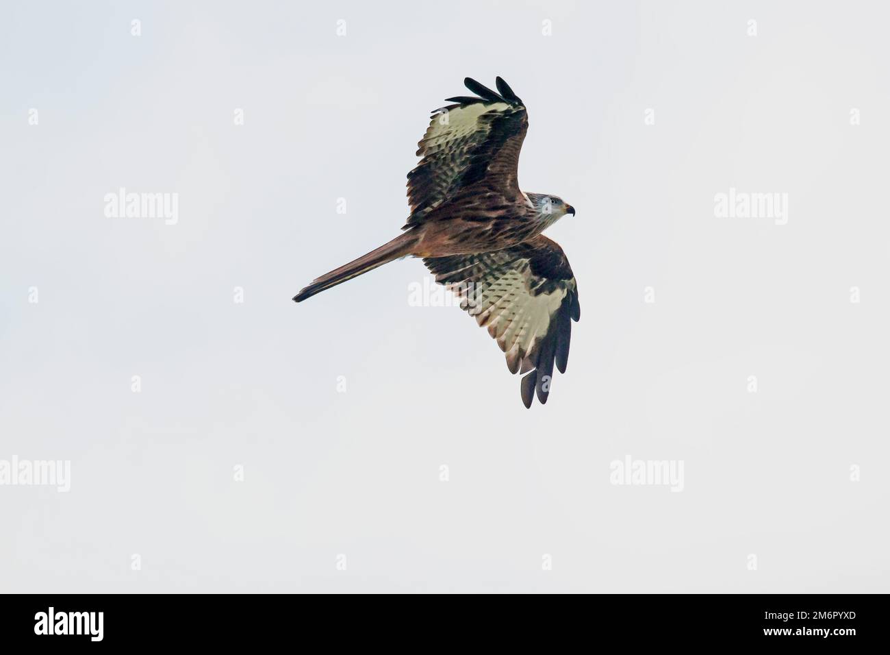 Graphic, Red Kite 'Milvus milvis' in flight Stock Photo - Alamy