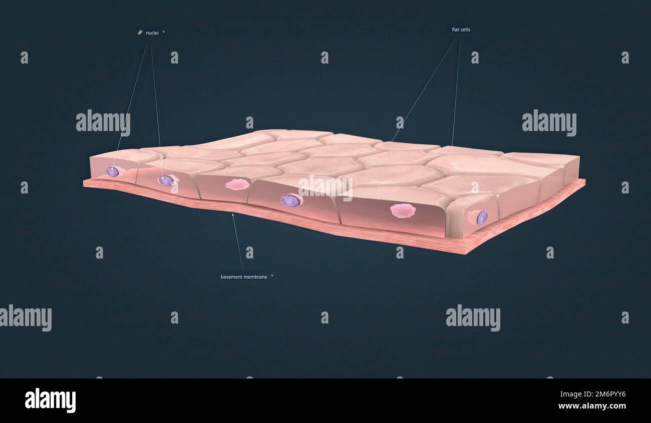 Simple squamous epithelium, this type of epithelium typically lines