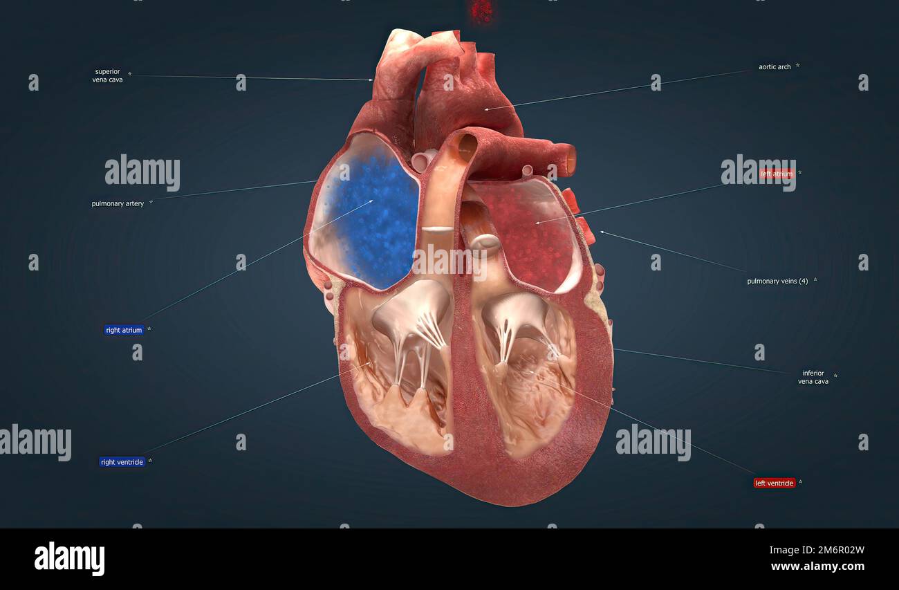 The heart is the main organ of your cardiovascular system, a network of