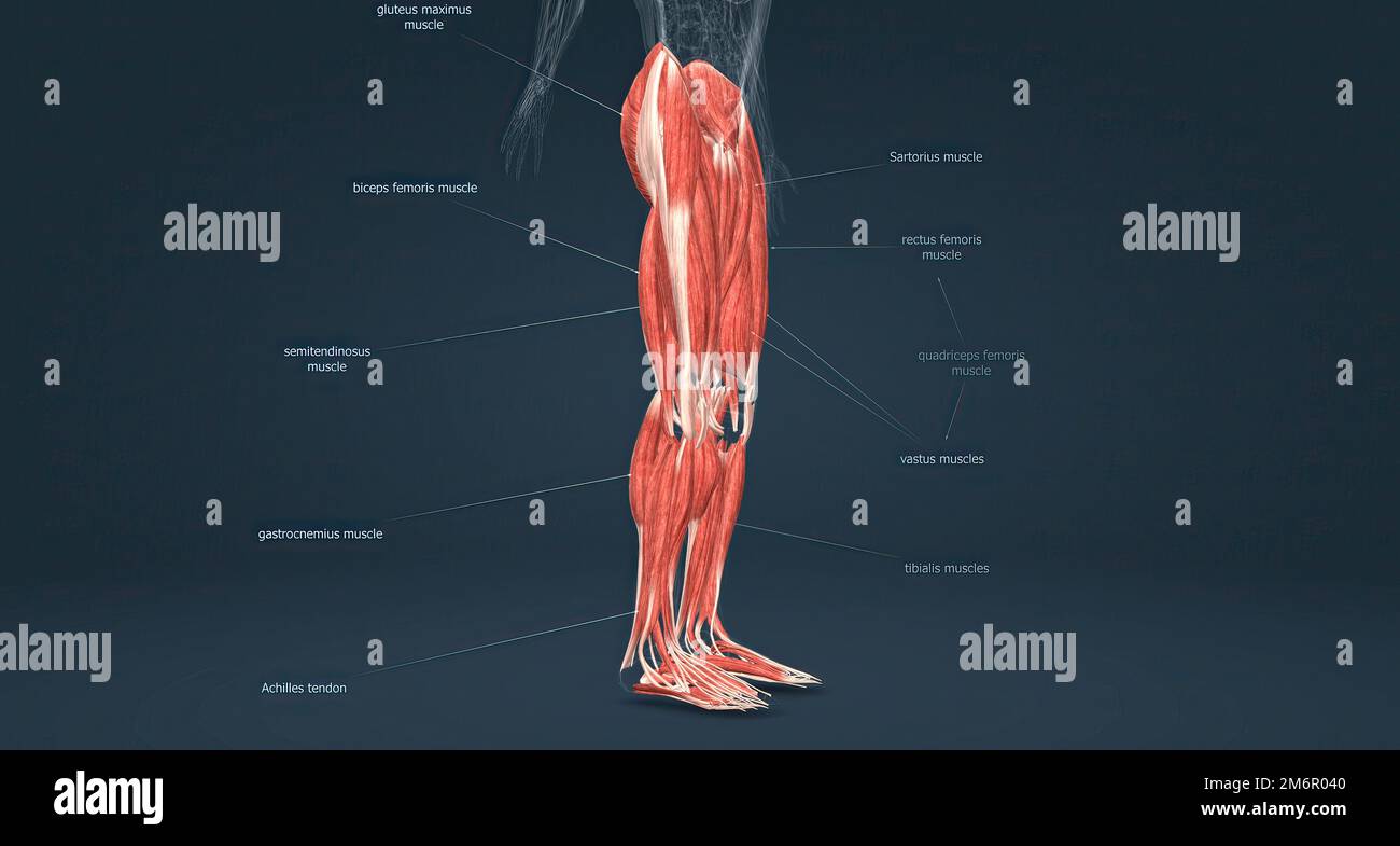 res stock photography and images Biology Diagrams