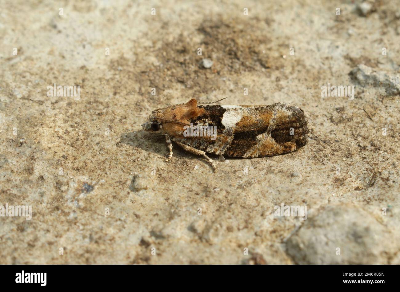 Detailed closeup on the small diamond-back marble tortricid moth, Eudemis profundana, sitting on wood Stock Photo