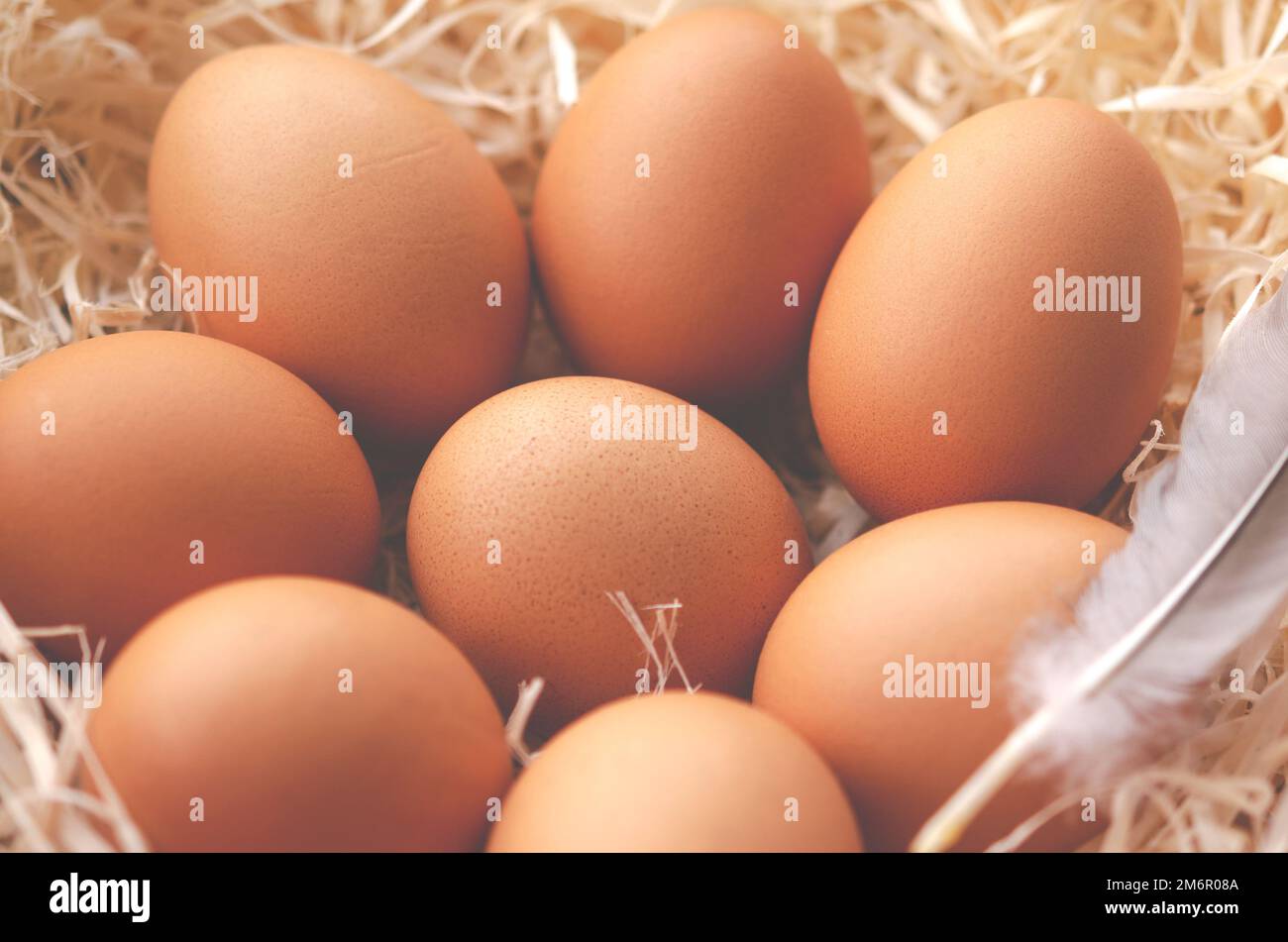 A pile of brown eggs in a nest. fresh chicken eggs with nest Stock ...