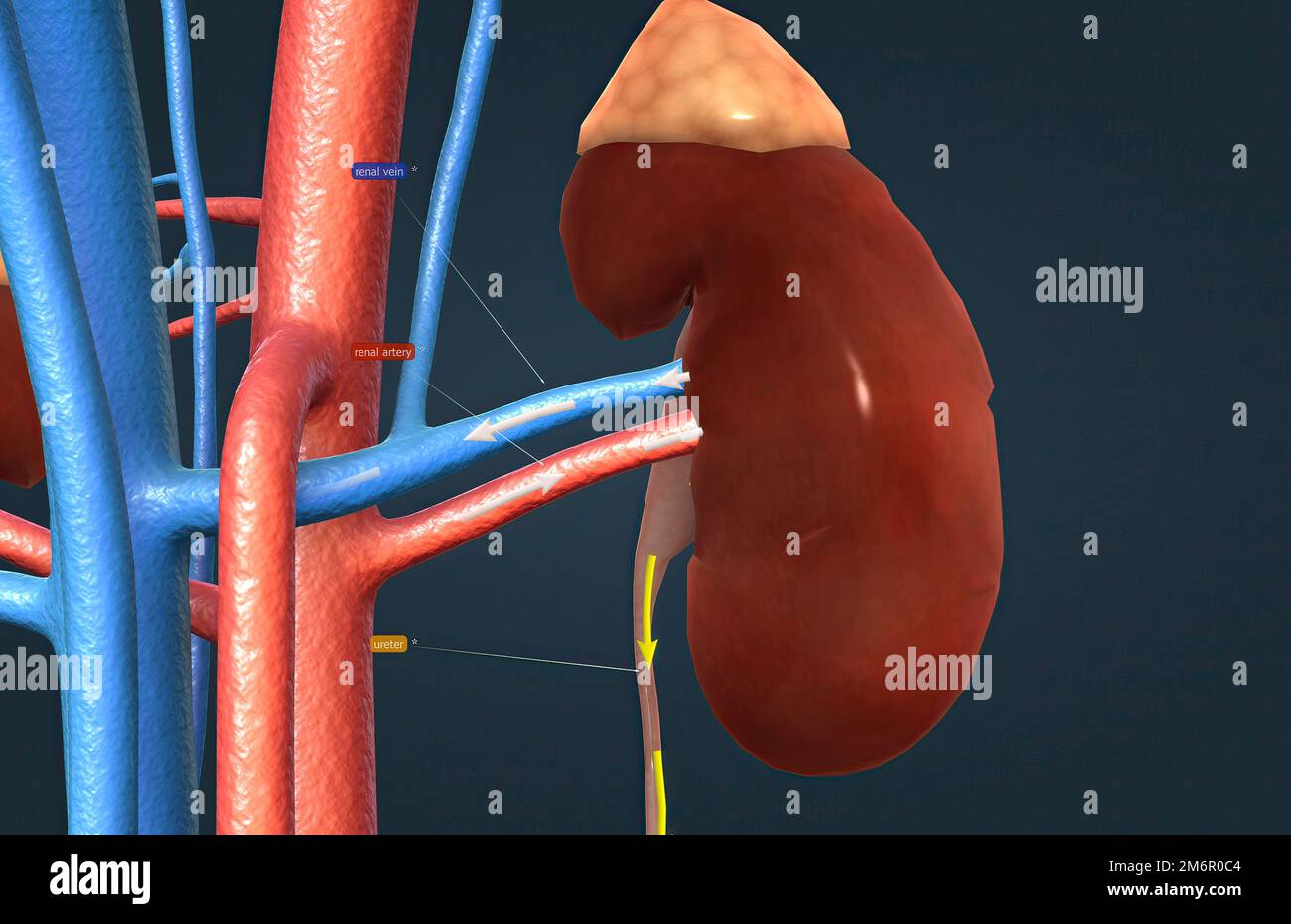 The renal artery helps in supplying the blood to the kidney from the