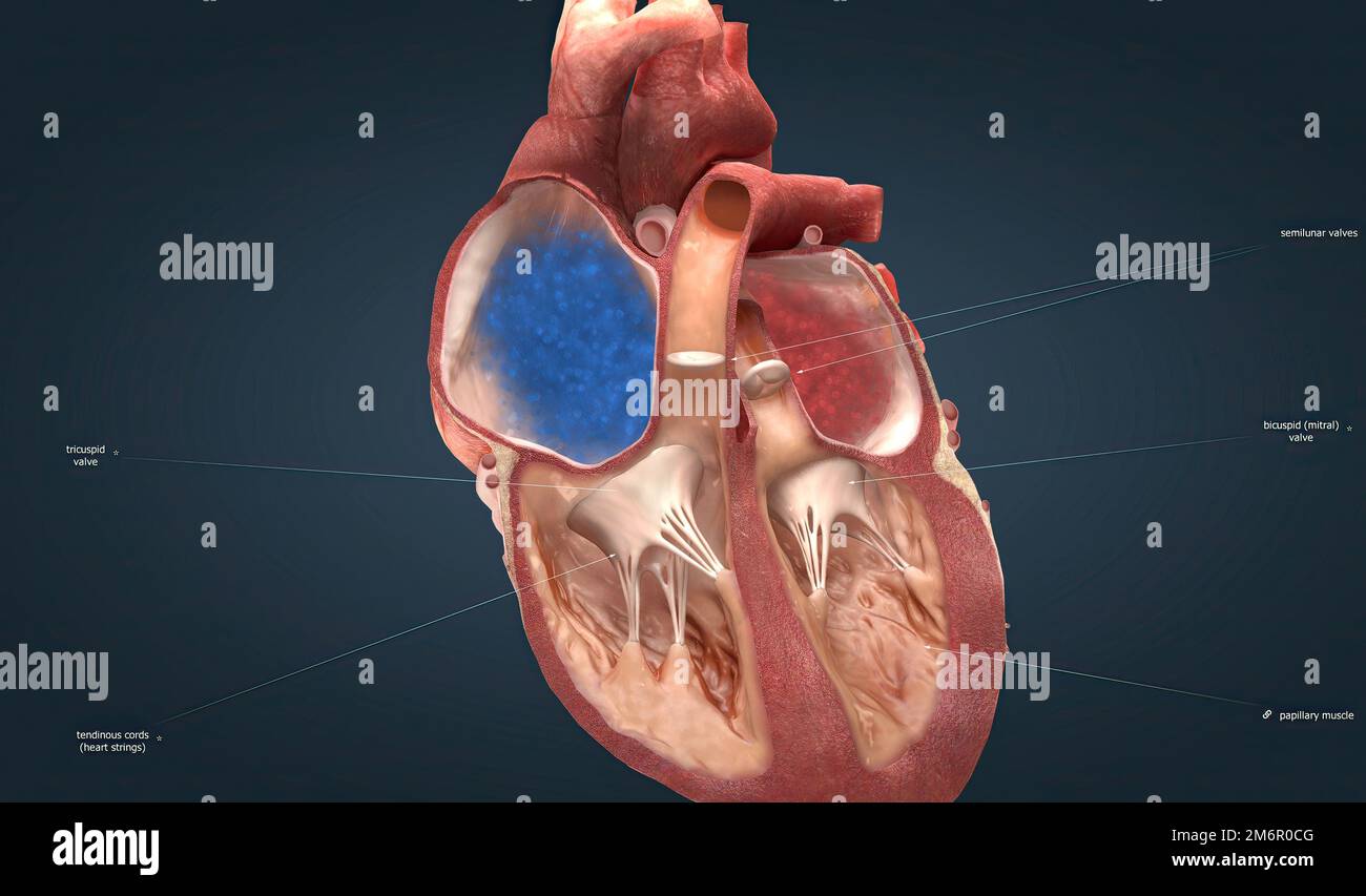 Closed heart valve hi-res stock photography and images - Alamy