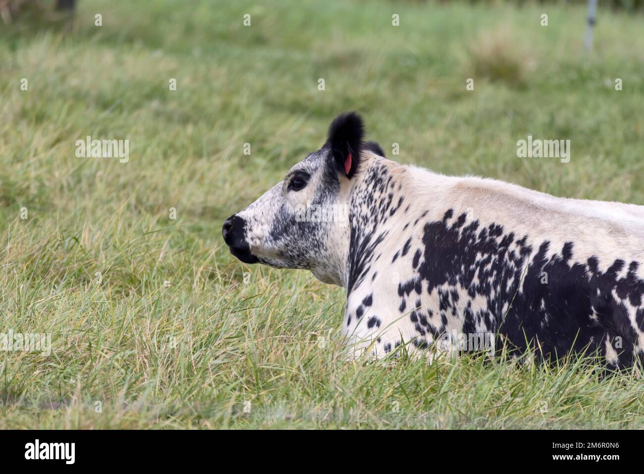 Black white cow lying on hi-res stock photography and images - Alamy