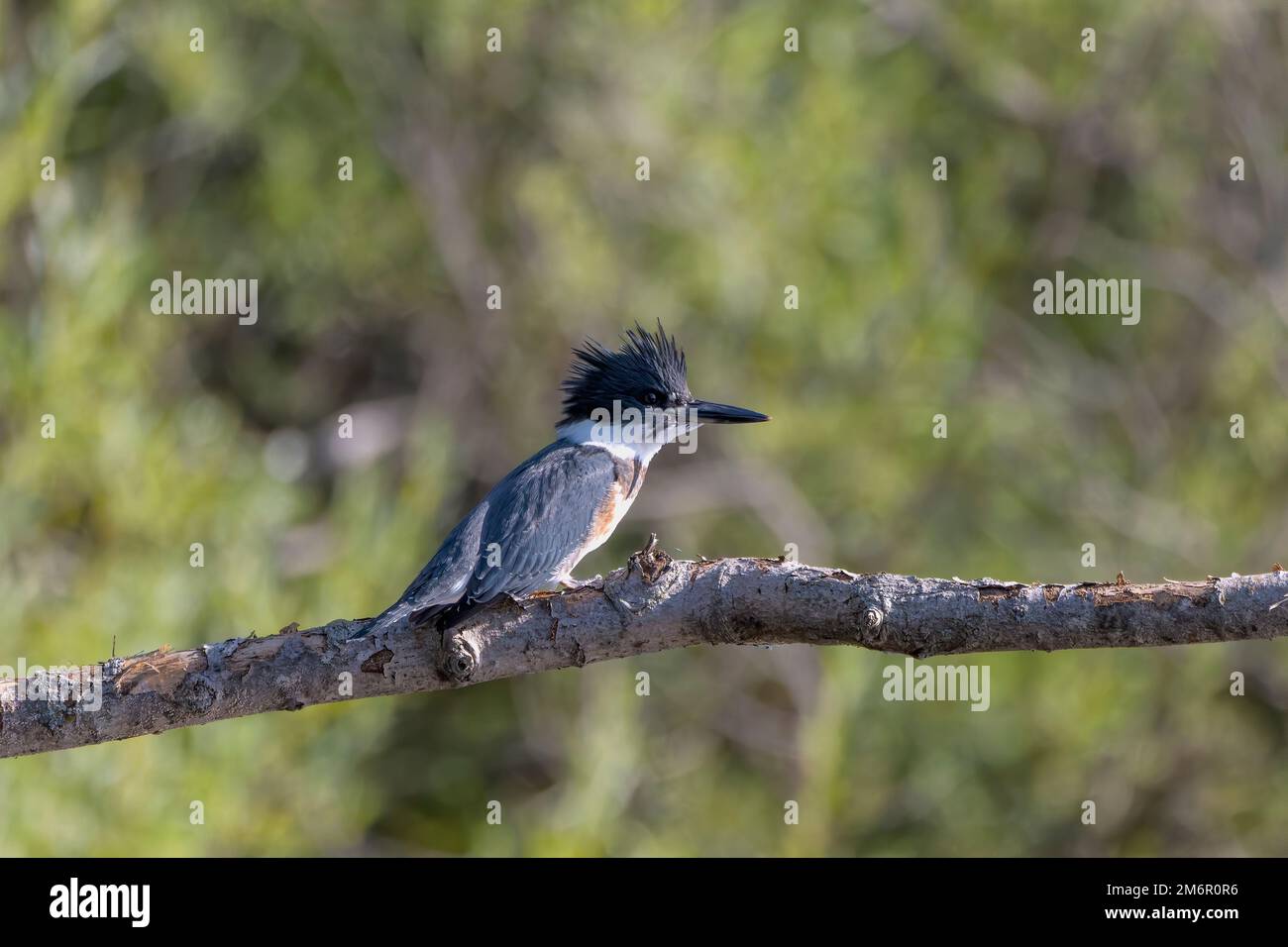 The belted kingfisher (Megaceryle alcyon) Stock Photo