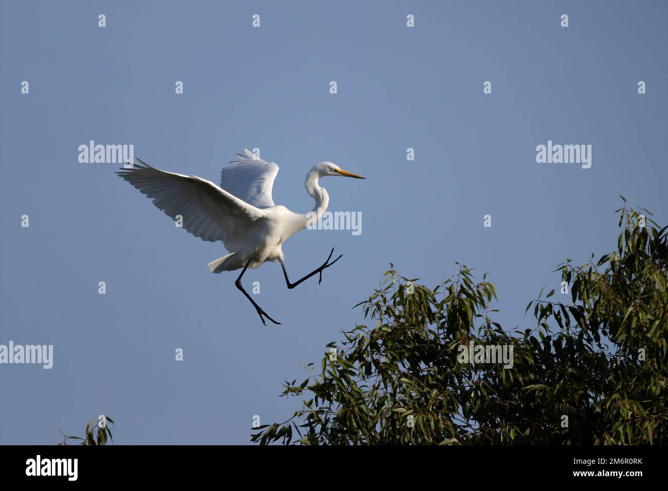 The great egret (Ardea alba) Stock Photo