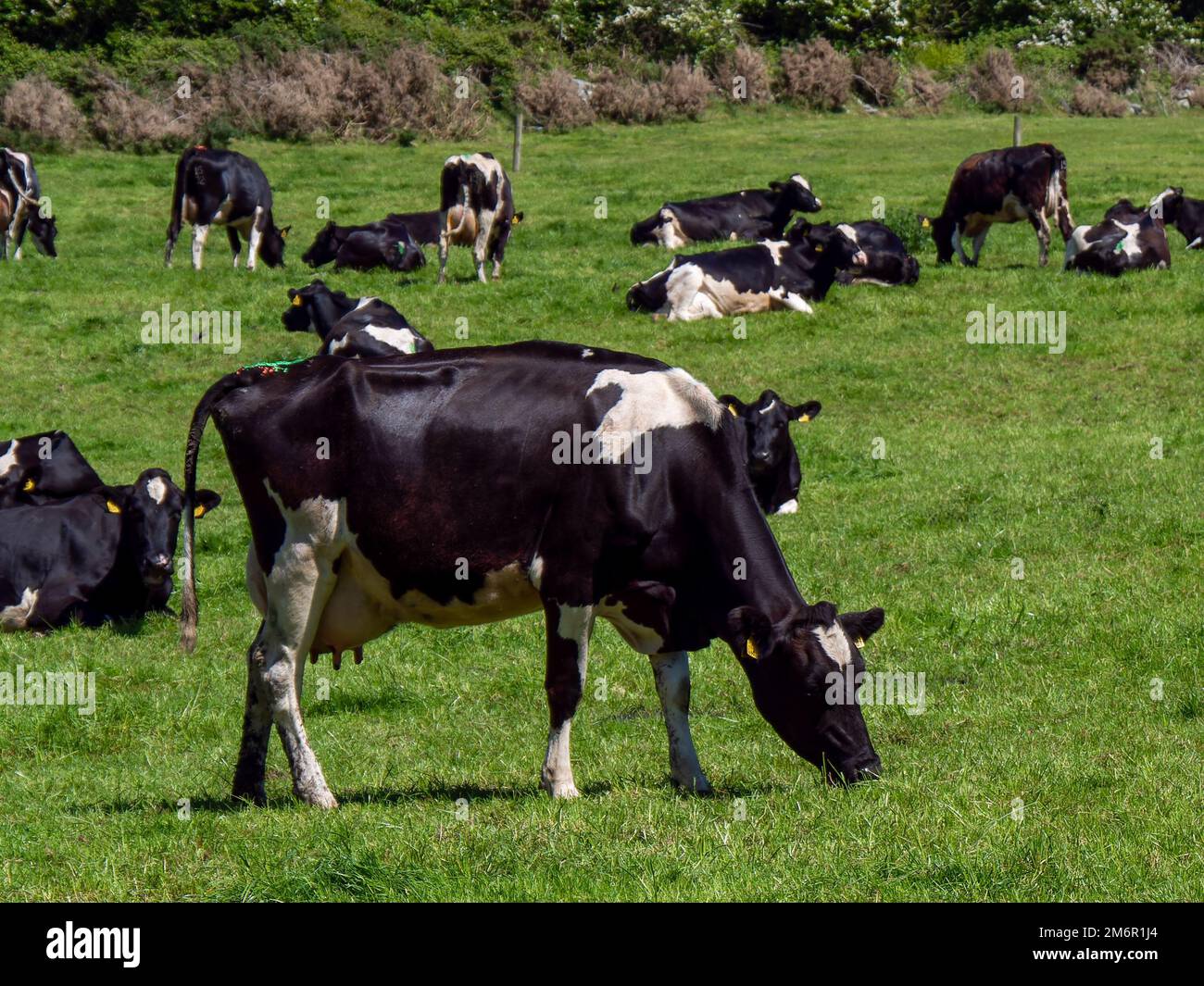 A Herd Of Black And White Cows On A Green Pasture On A Sunny Spring Day 