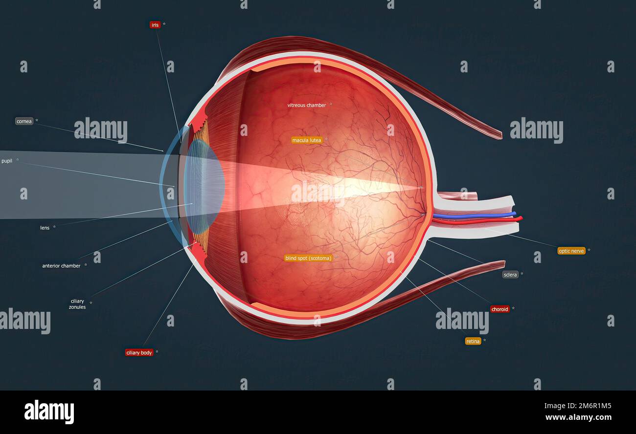 Cutaway View of a Human Eye 3d illustration Stock Photo Alamy