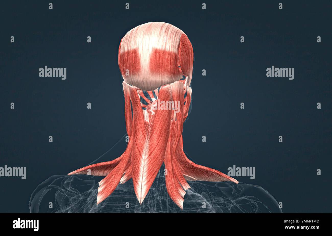 Neck extension medical hires stock photography and images Alamy