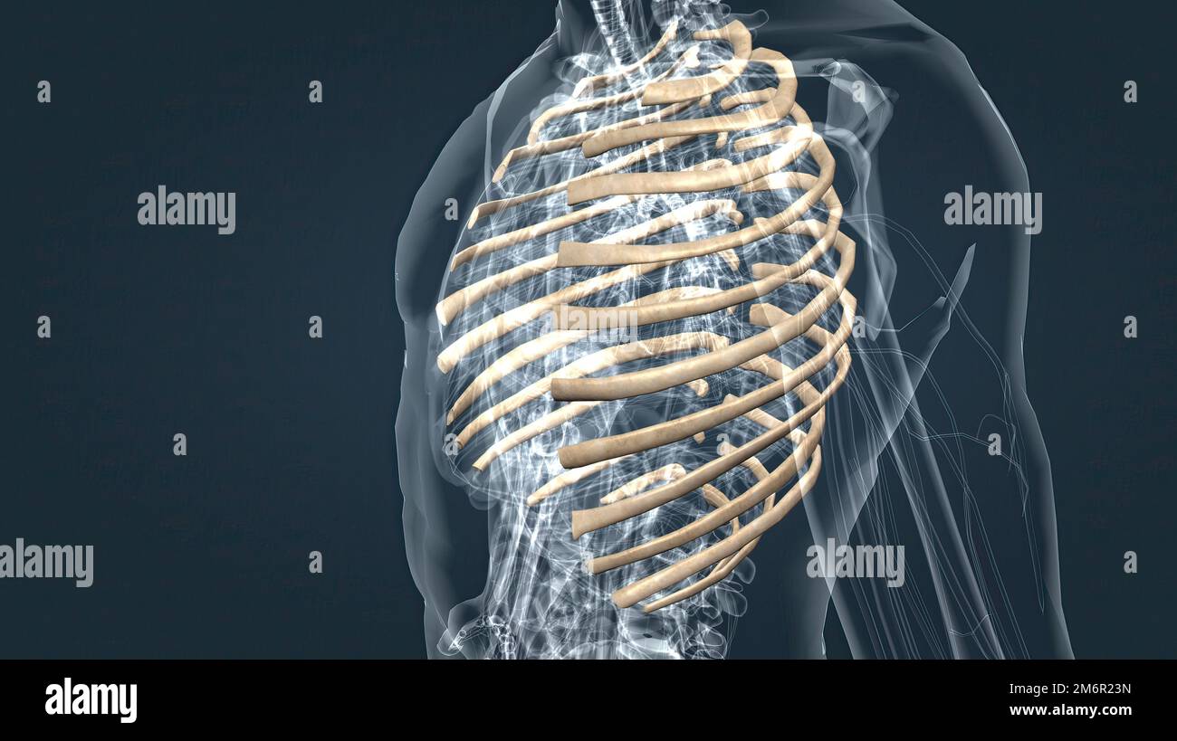 Skeleton, rib cage and upper limb hi-res stock photography and images ...