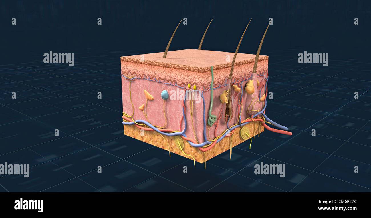 Visual receptors hi-res stock photography and images - Alamy