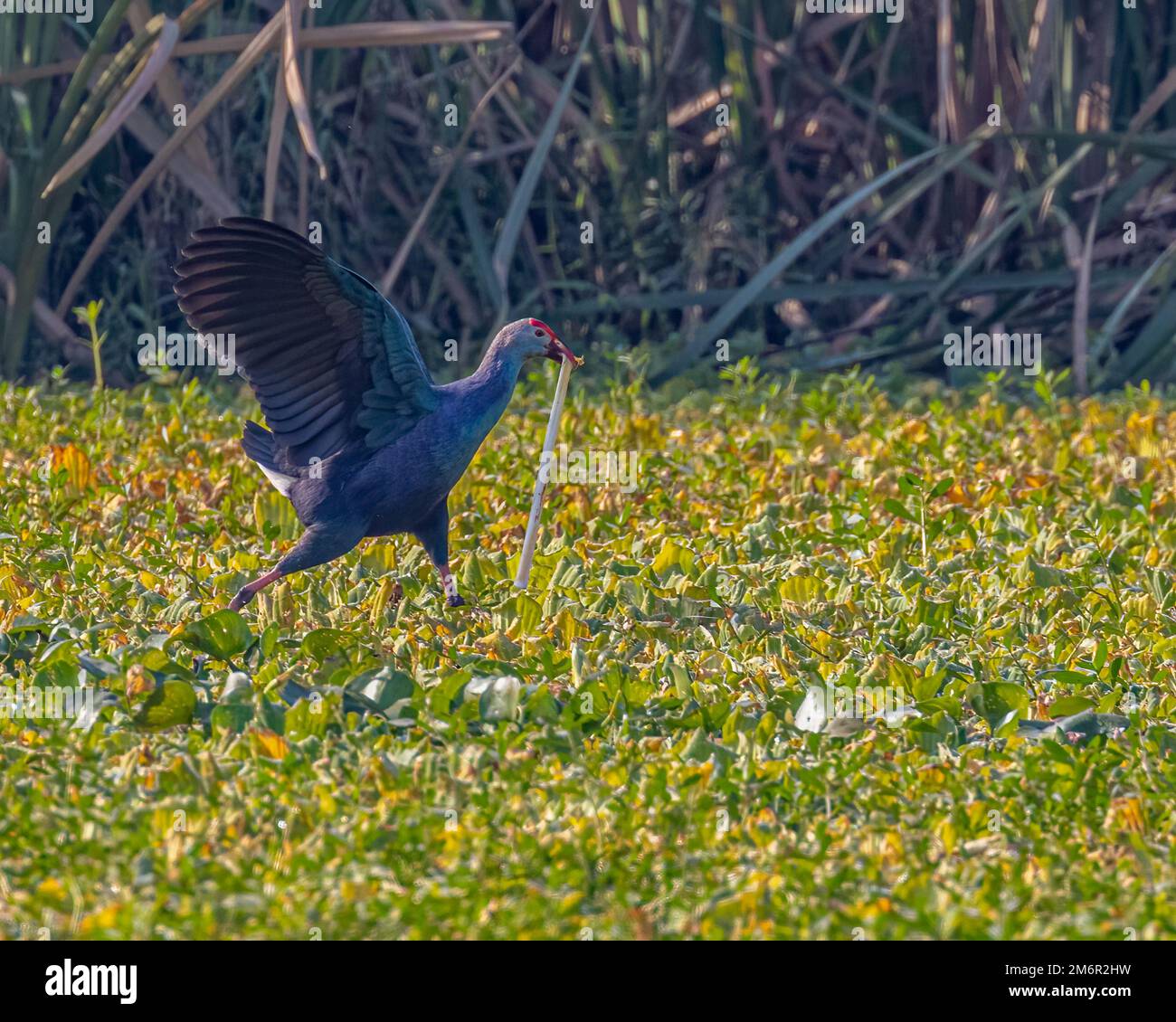 A purple Swamphen running with nesting material Stock Photo - Alamy