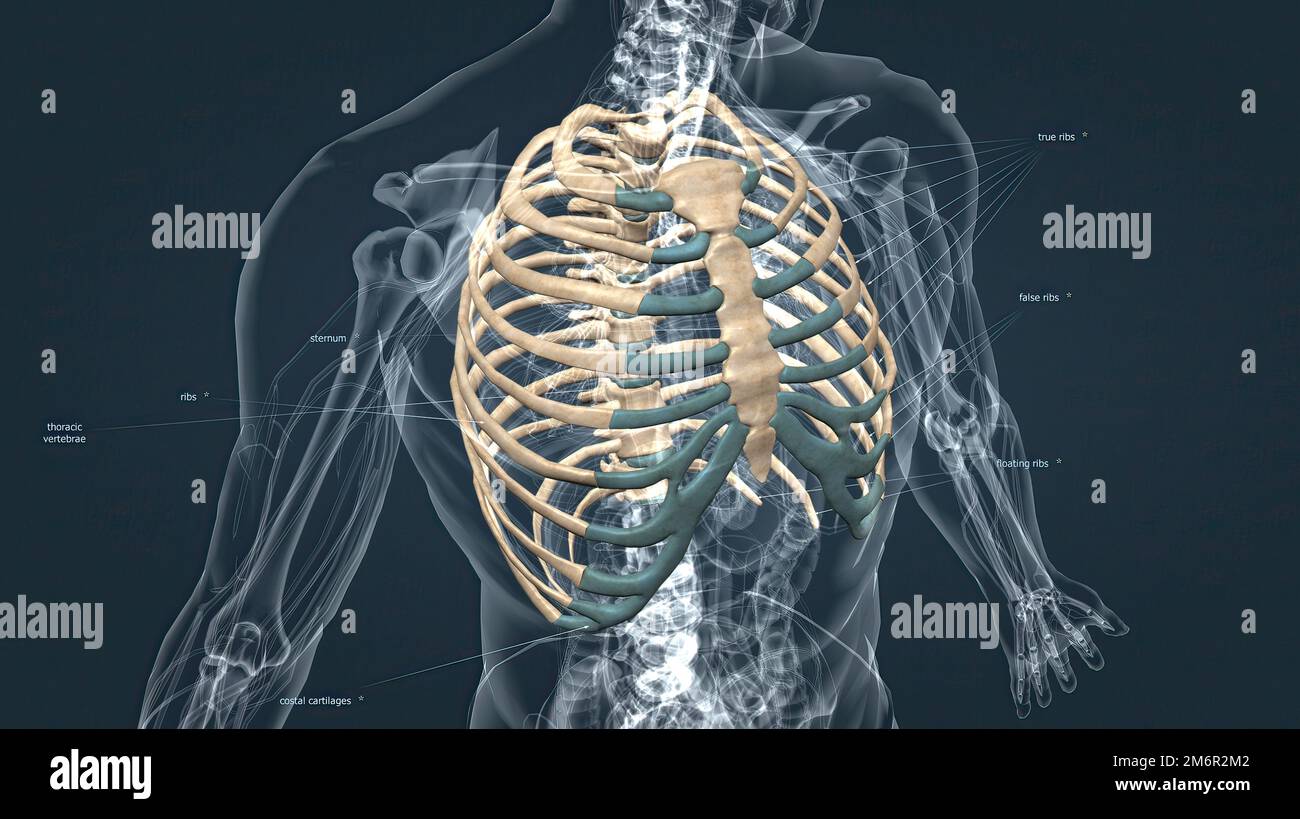 The chest, called the thorax, is the upper part of the body located