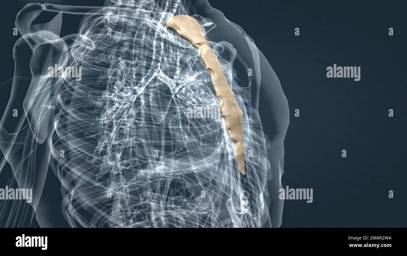 The sternum or breastbone is a long flat bone located in the central
