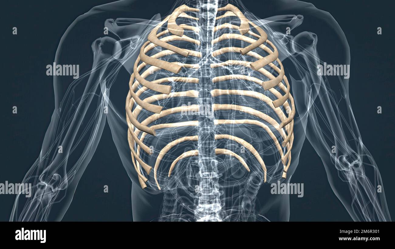 Hyaline cartilage joint hi-res stock photography and images - Alamy