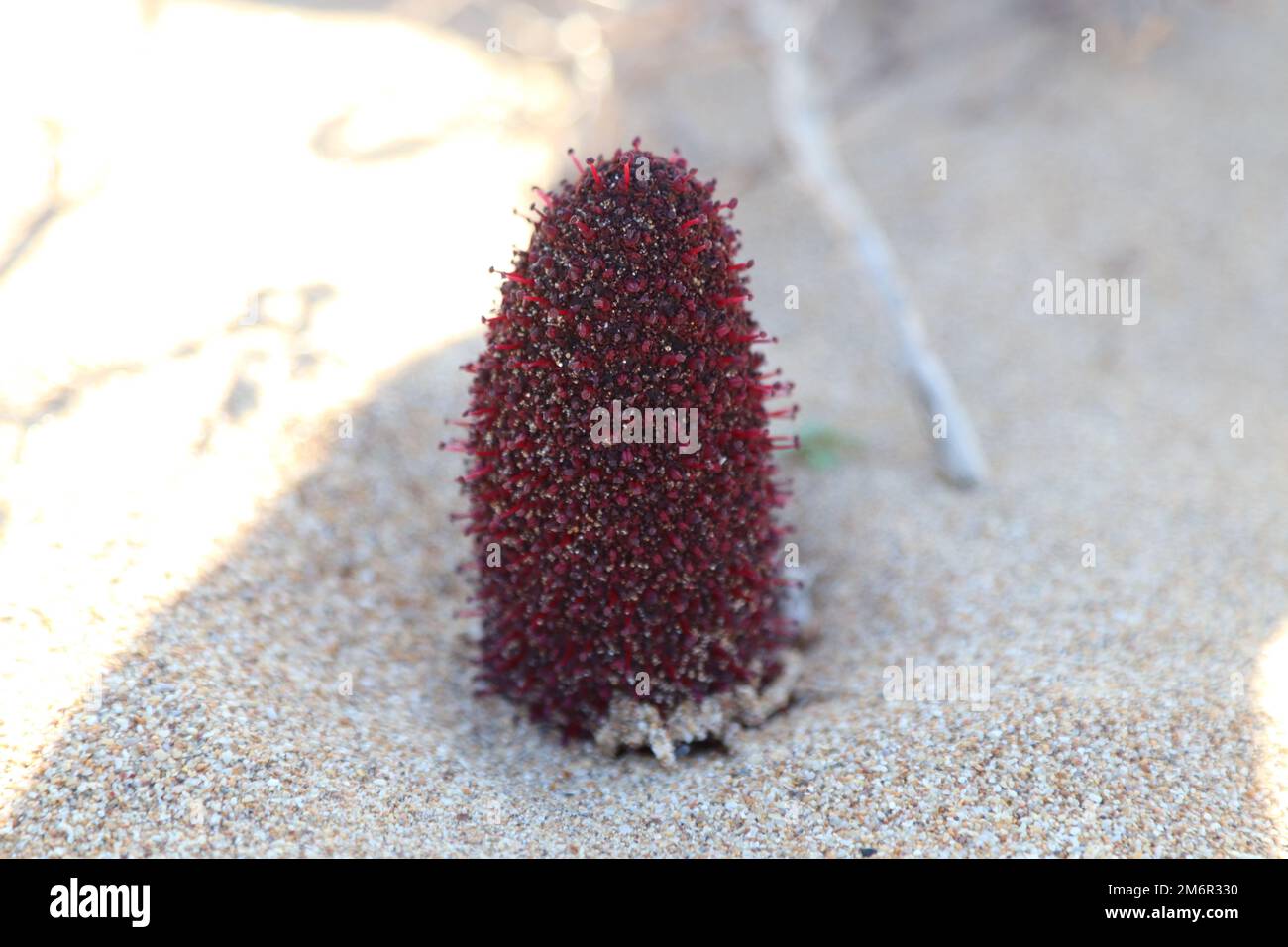 champignon de Malte ou éponge de Malte est une plante vivace parasite de la  famille des Cynomoriaceae Stock Photo - Alamy