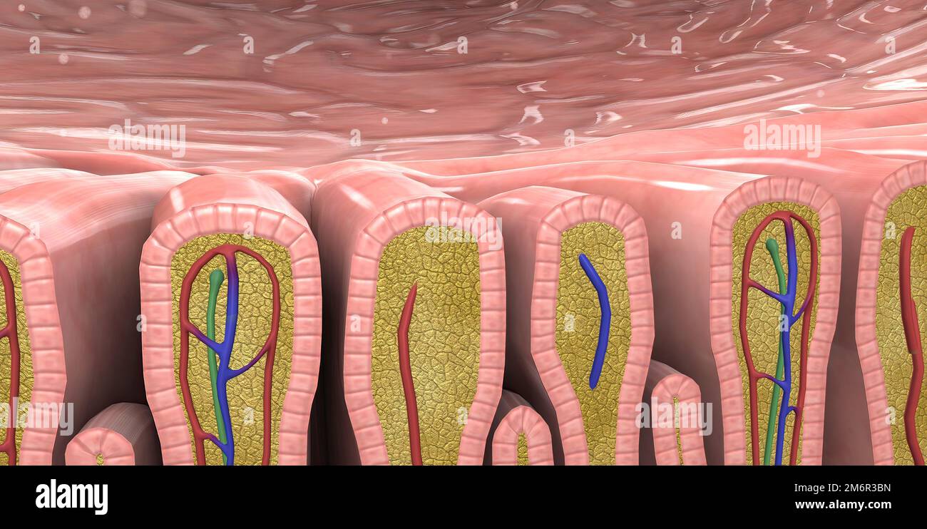 gastric-feeding-system-hi-res-stock-photography-and-images-alamy