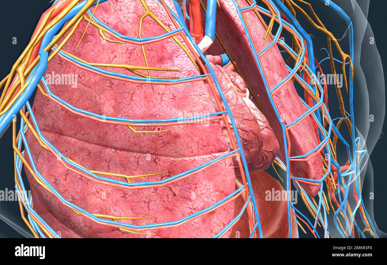 The lungs are part of the respiratory system. Your heart then pumps