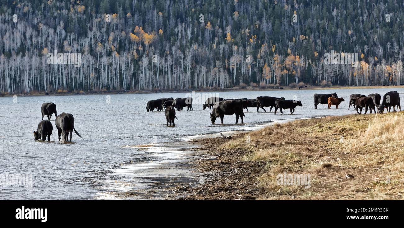 Black Angus 'Bos' cattle drinking in Fish Lake, preparing to depart summer pasture, female with calves, annual cattle drive, early morning light,Utah. Stock Photo
