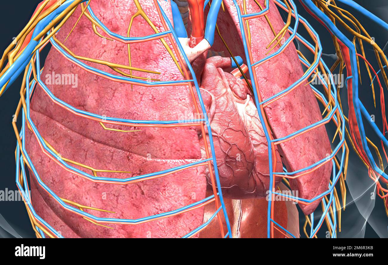 The lungs are part of the respiratory system. Your heart then pumps oxygenated blood through