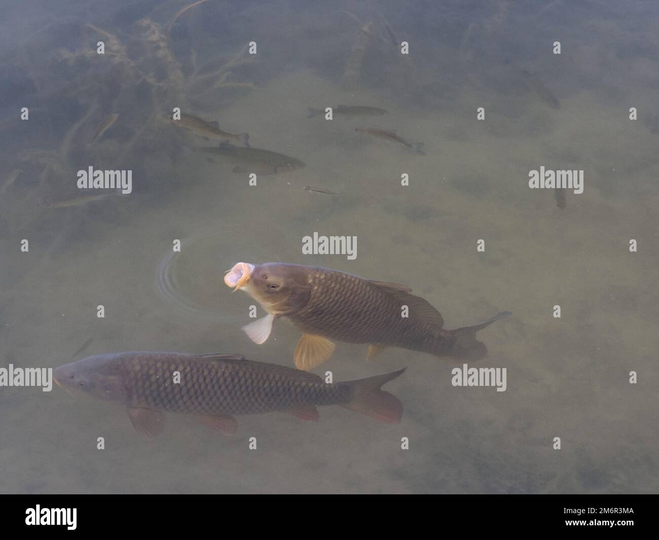 common european carp gulping air at the surface Stock Photo Alamy
