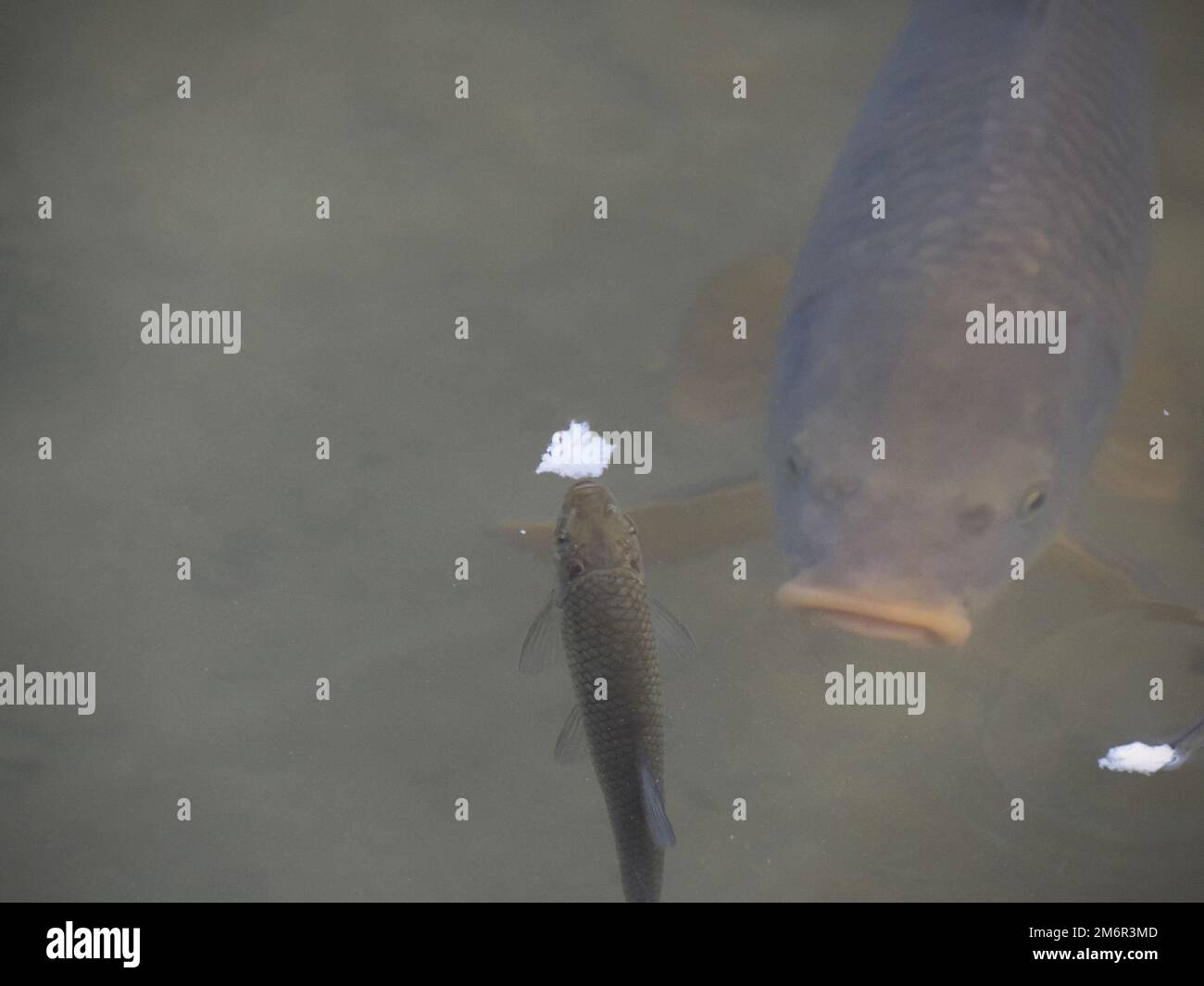 common european carp gulping air at the surface Stock Photo Alamy