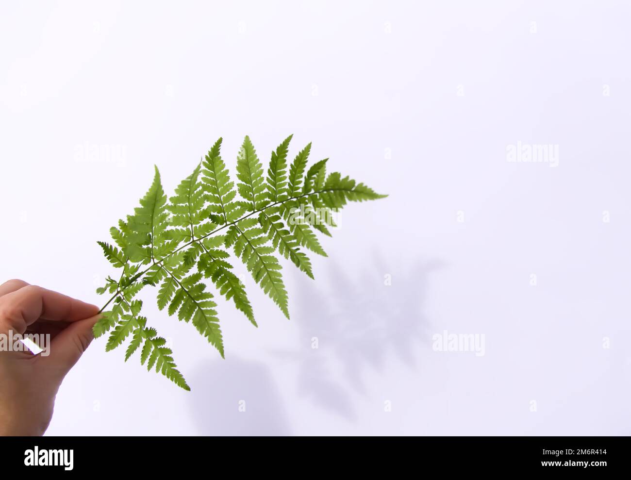 Pattern fern leaf hand hi-res stock photography and images - Alamy