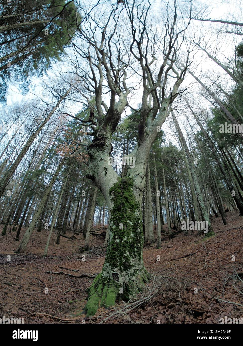 Beech forest with a very old tree in Calamone Ventasso Lake Italy in