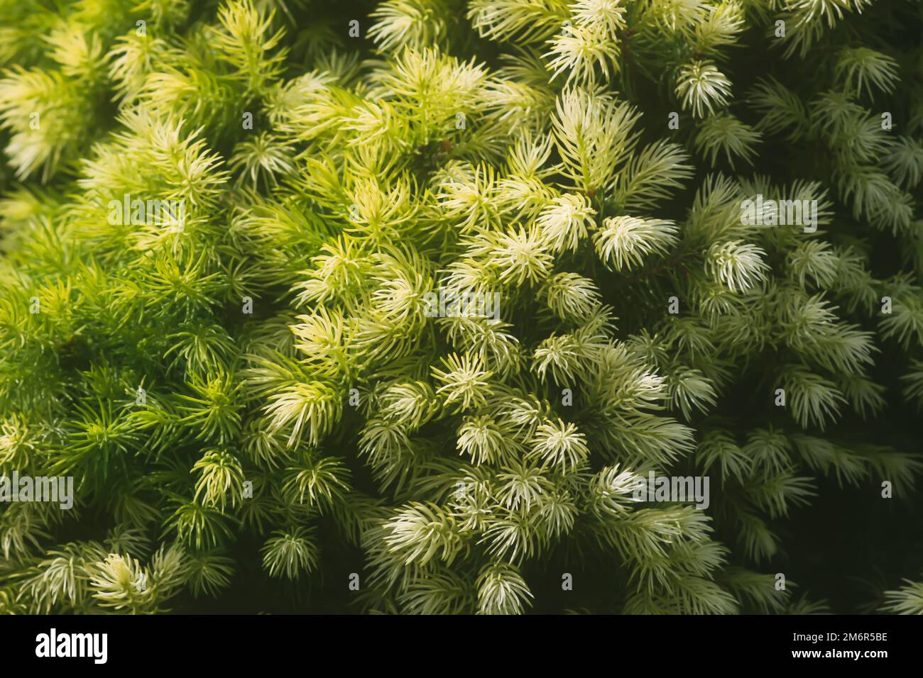 Spruce trees in a summer park. Evergreen trees close up in sunlight. Stock Photo